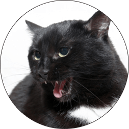 PARAZAX COMPLEX DEUTSCHLAND